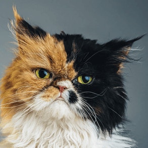 cat-health-card-img-1