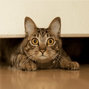 cat-health-card-img-2