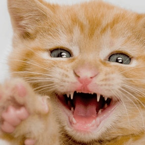 cat-health-card-img-3