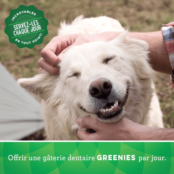 Gâteries dentaires naturelles pour chiens GREENIES(MC) Original grand format image 4