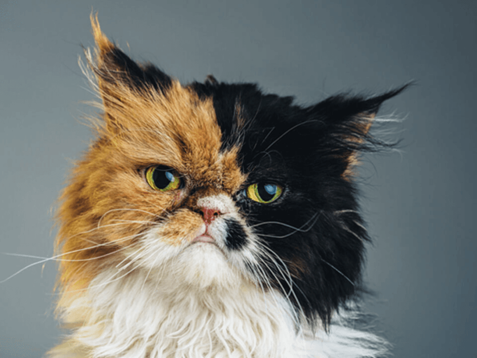 catsbodylanguage