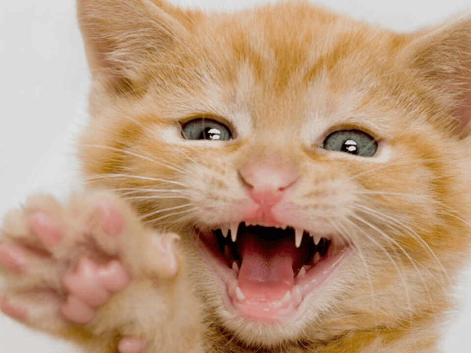 healthysmilecats