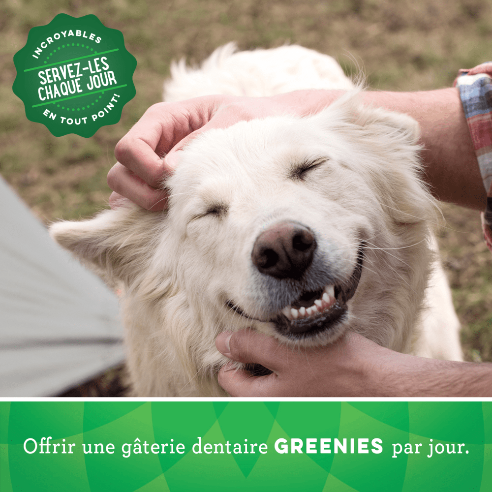 Gâteries dentaires pour chiens adultes GREENIES(MC) Original format moyen feeding guidelines image